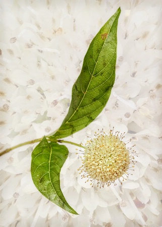 Buttonbush