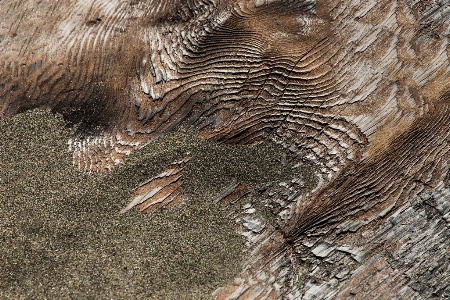 Beach Wood