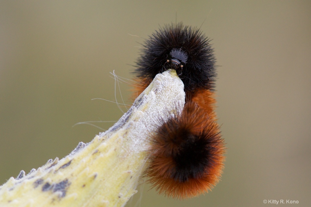 Wooly Bear on a Milkweed