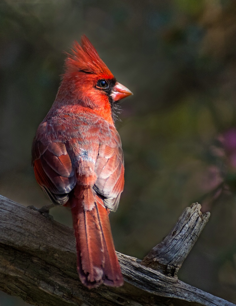 Male Cardinal  