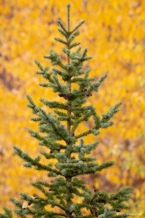 A Tree of a Different Color