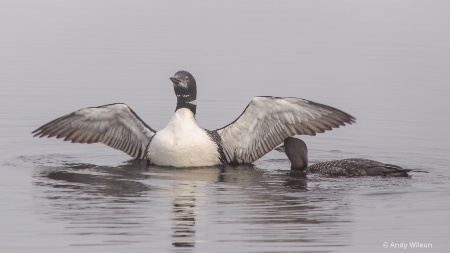 Misty Morning Loons