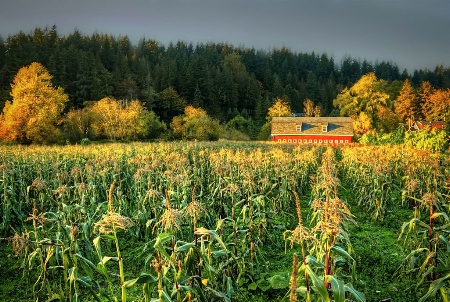 Sweet Corn in Fall