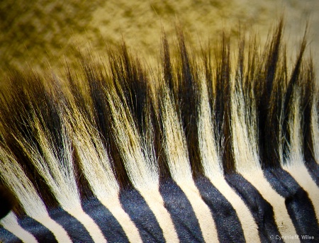 Zebra Mane