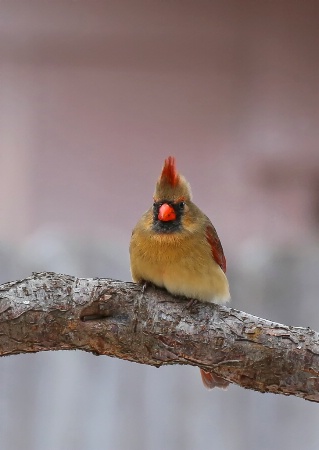 Lady Cardinal