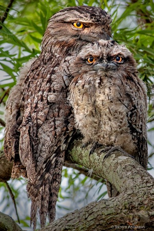 Tawny And Juvenile