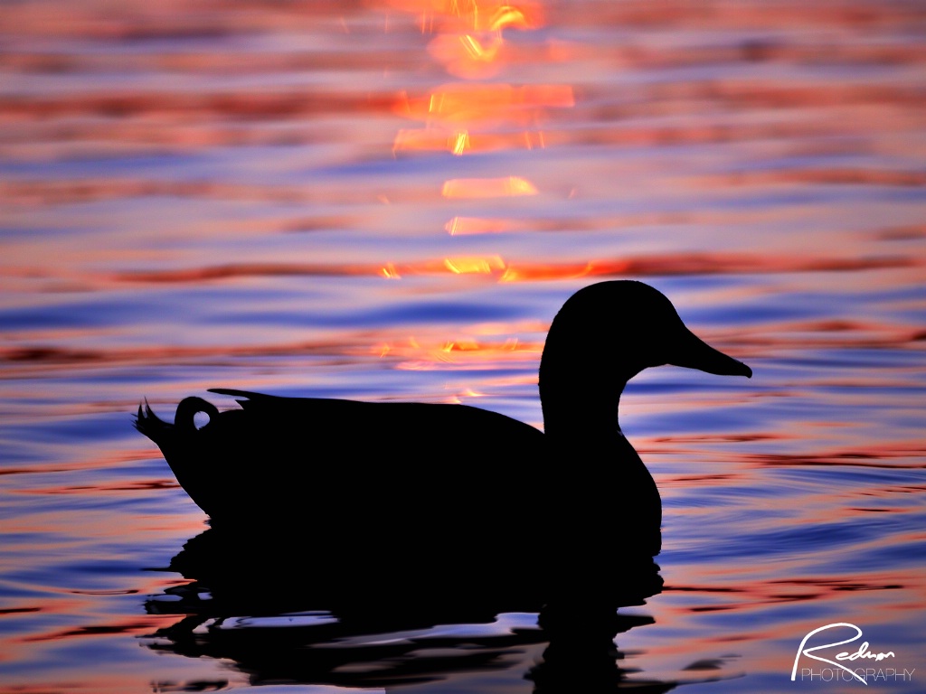 Mallard Sunset Silhouette 