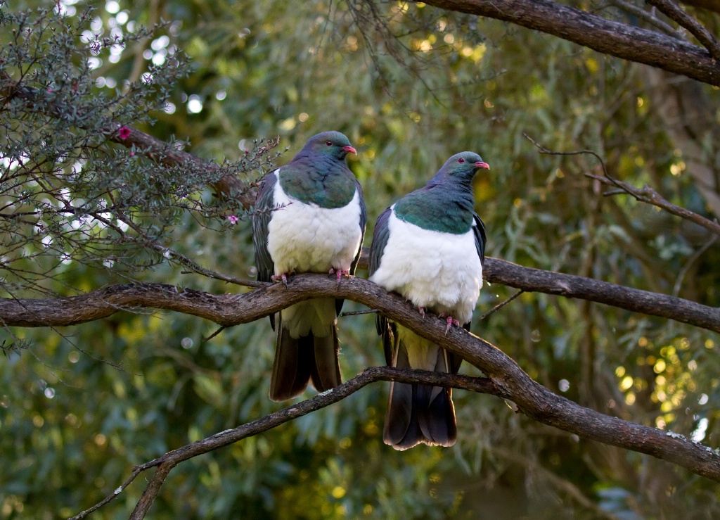 Kereru