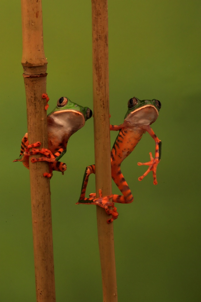 Two Tiger Frogs