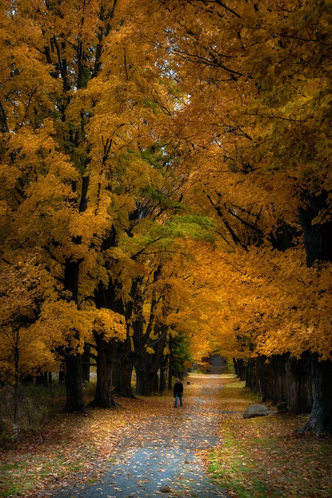 Under An Autumn Umbrella