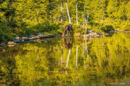 Reflections on the Pond