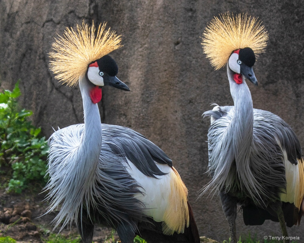 East African Crown Cranes - ID: 15649046 © Terry Korpela