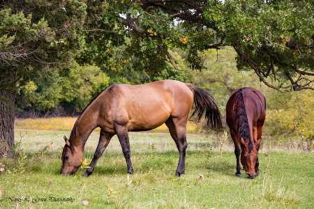 Handsome Pair