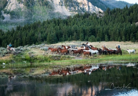 Cowboys at Work