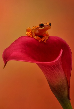 Hourglass Frog on Cala