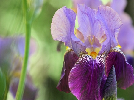 Light and dark purple iris portrait #2