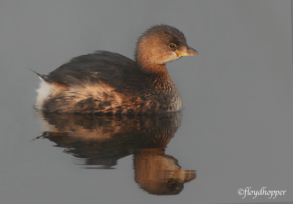 Pied billed grebe