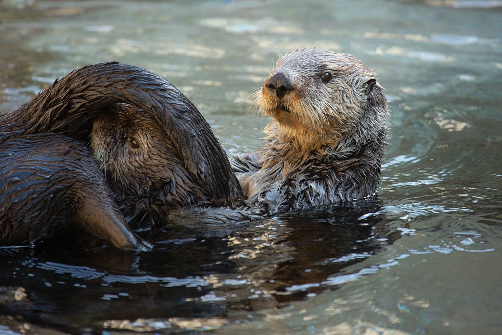 Otter Play