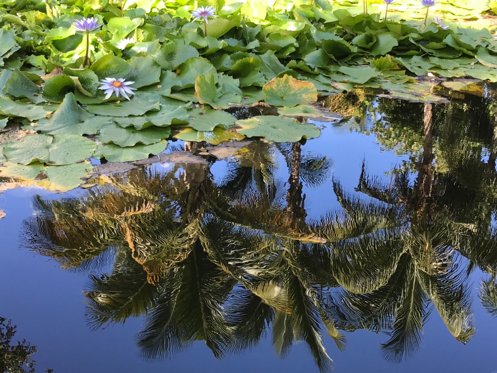 Tropical Mirror