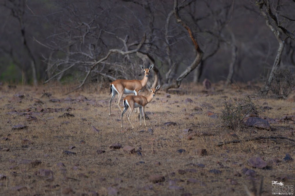 Chinkaras (Indian gazelle)