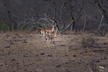 Chinkaras (Indian gazelle)