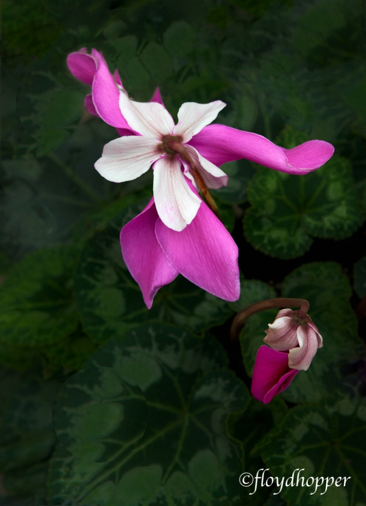 Cyclamen Flower