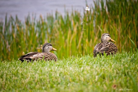 Ducklings