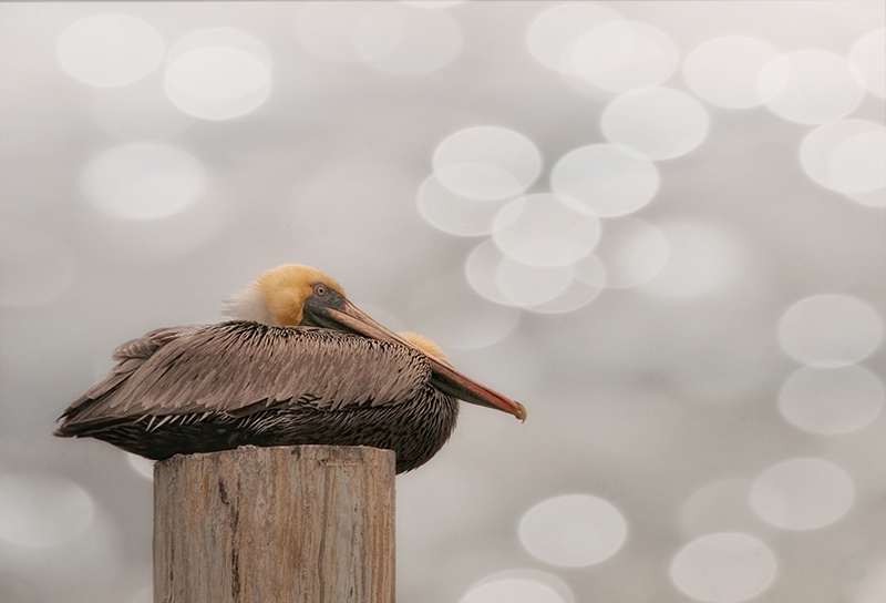 Pelican in Port