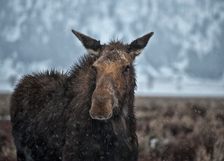 Moose under rain