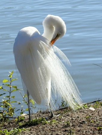 Great Egret