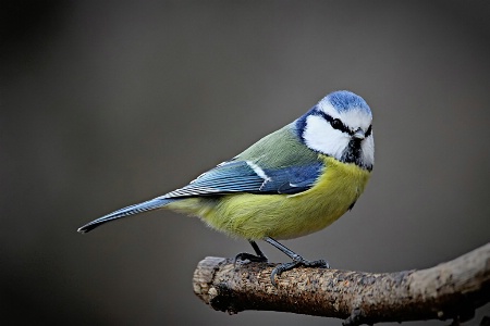 Blue Tit