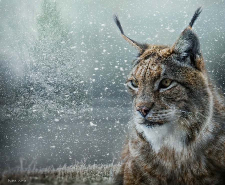Winter Lynx Portrait