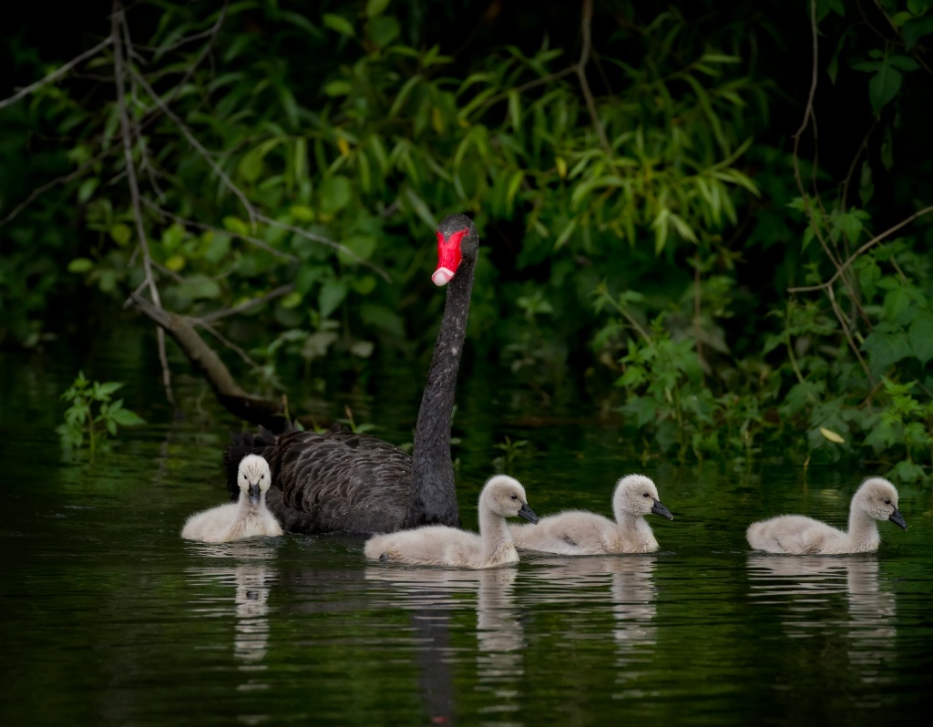 Swan family