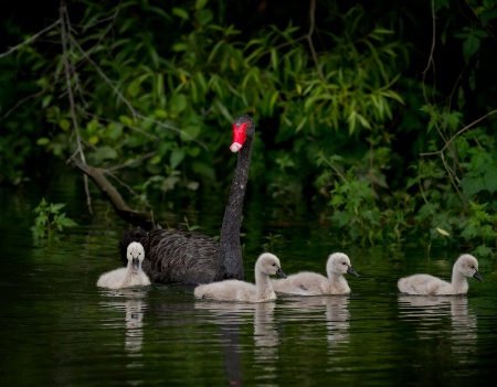 Swan family