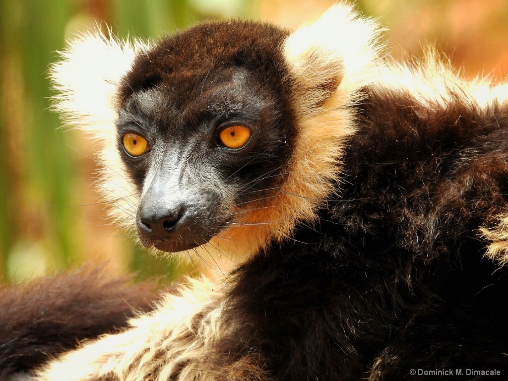 ~ ~ LEMUR PROFILE ~ ~ 