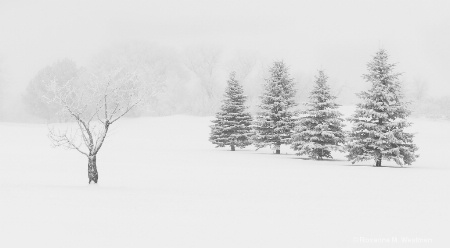 Snowy day on the course