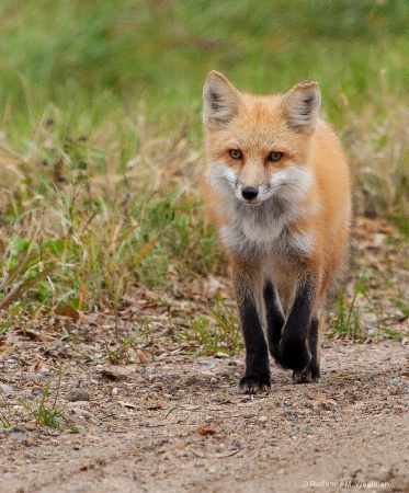 Fox stroll