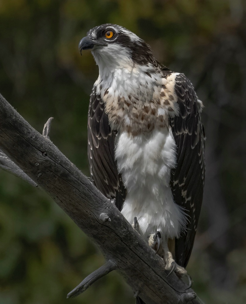 Osprey 