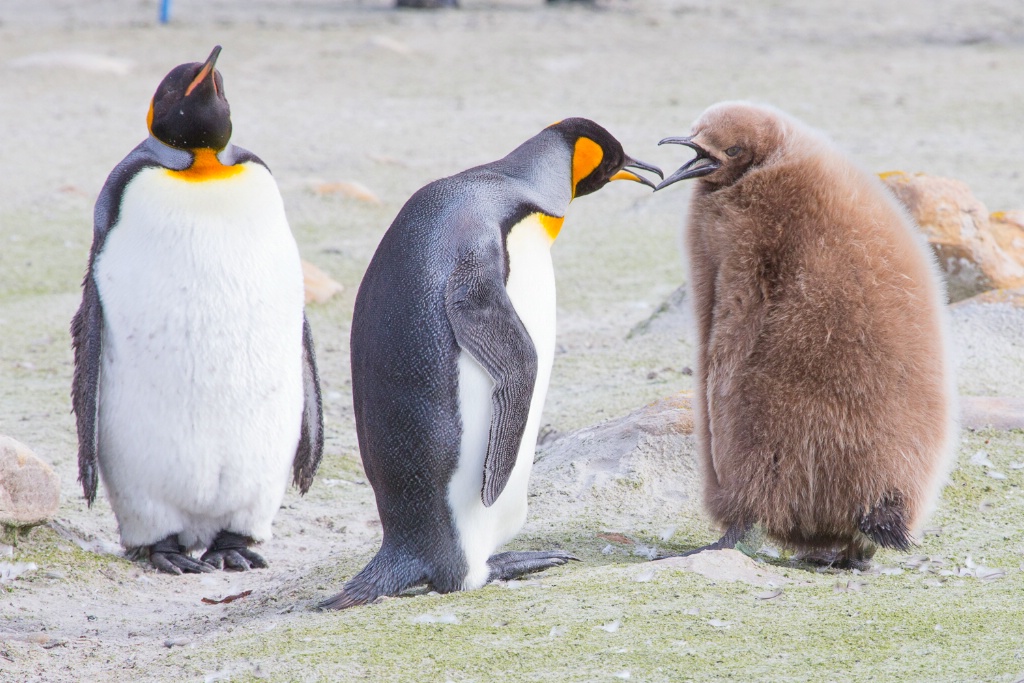 King Penguin Family