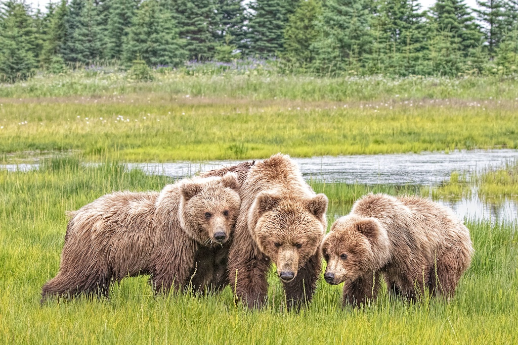 Sow and her Two Cubs  