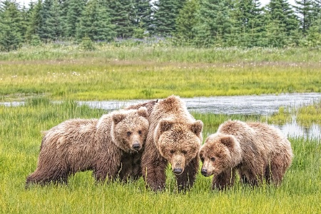 Sow and her Two Cubs  