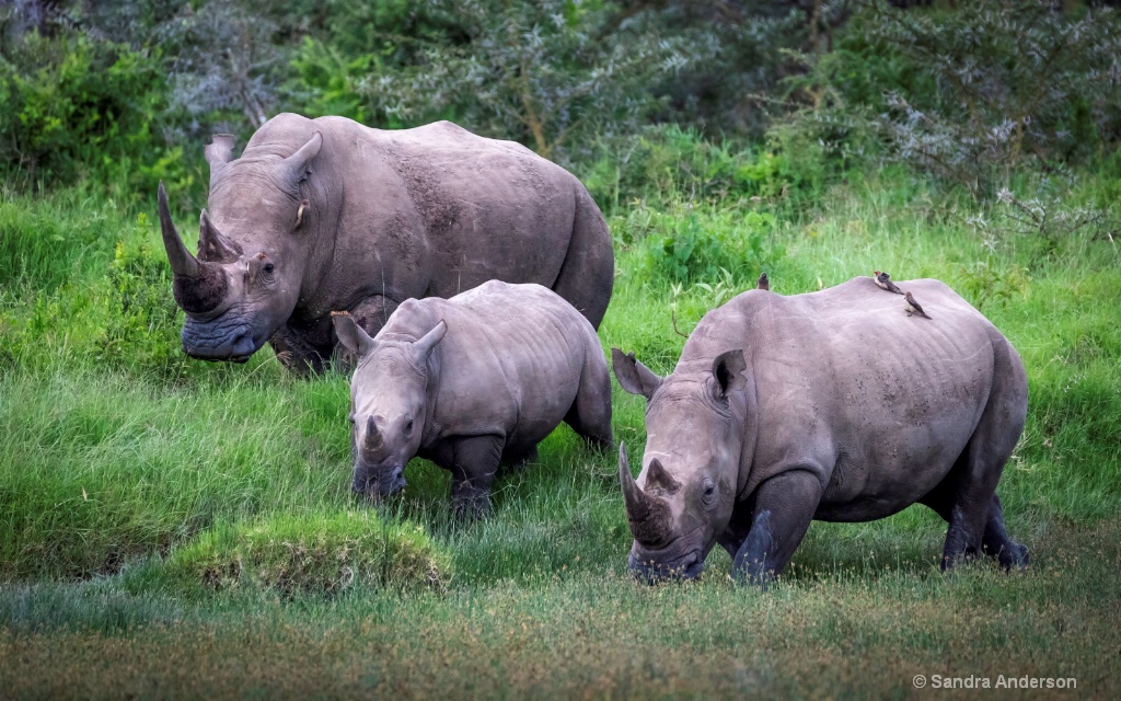 Rhino Family