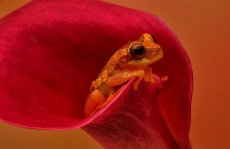 Hourglass Frog in Cala Lily