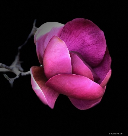 Sumptuous Red Magnolia "stage light" 