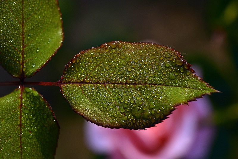 Dew on rose leaf