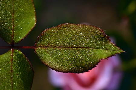 Dew on rose leaf