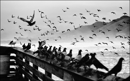 Sitting on the Dock by the Bay