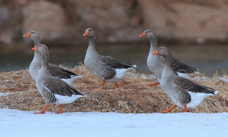 FIve geese out for stroll