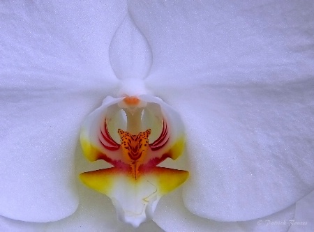 White Orchid