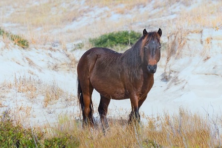  Horse, Wild OBX 2018-2